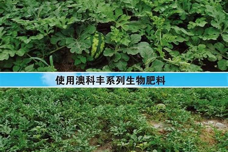 水稻撒了复合肥24小时就下雨,肥料会流失吗？