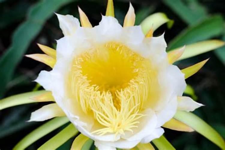 火龙果开花要施什么肥