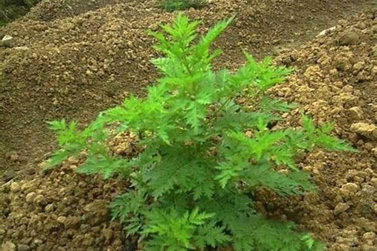 青蒿长什么样子