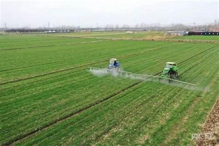 白菜什么时候收