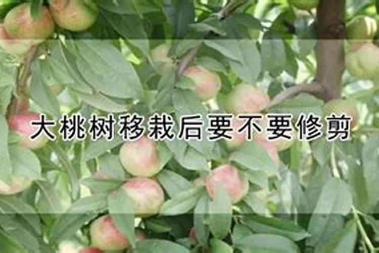 流体硼在桃树秋季能用吗