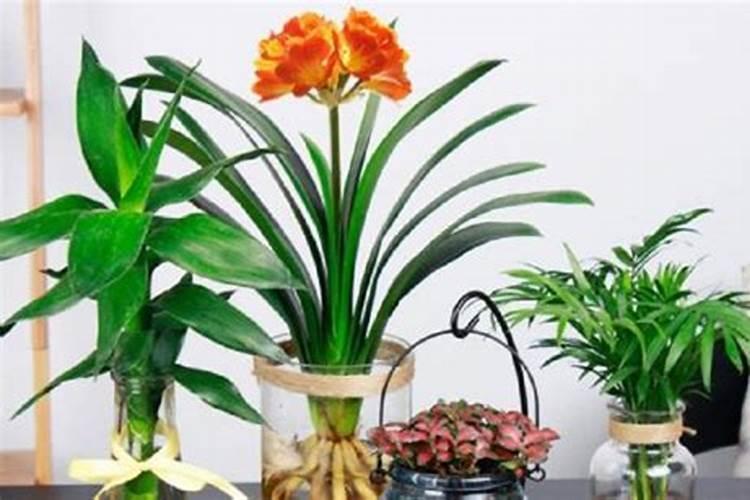 君子兰施肥时间