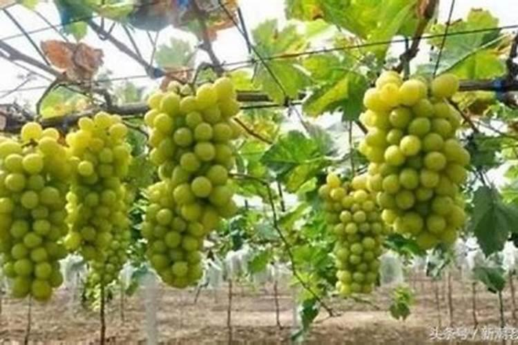 阳光玫瑰葡萄硬核中后期冲施磷酸二氢钾好吗