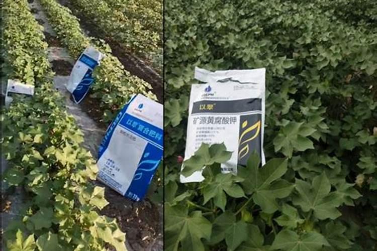 棉花浇水过多造成叶片黄化能不能喷洒芸苔素？