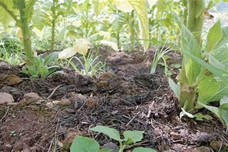 硫对植物的作用