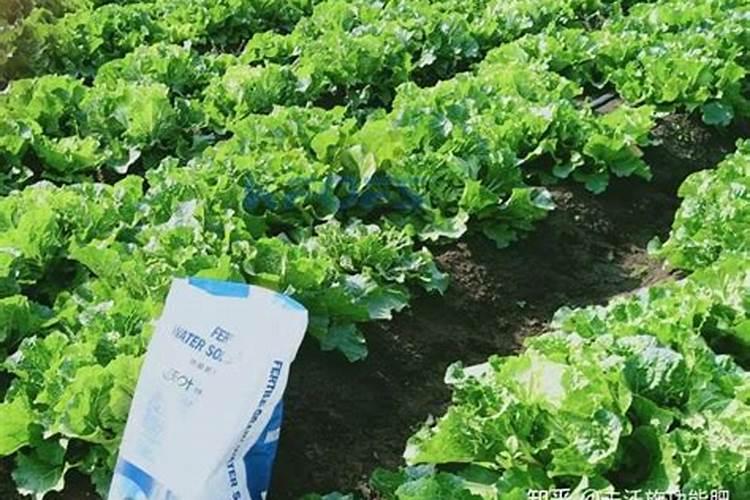 大蒜多菌灵浸种方法和用量