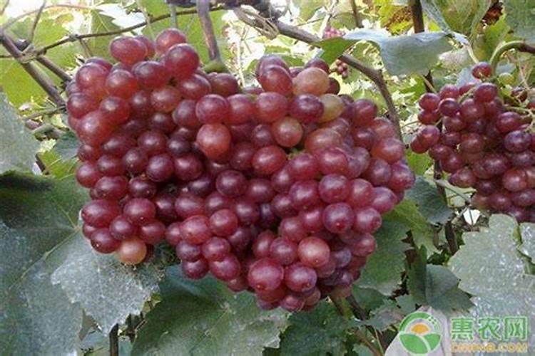 花生高产三遍药批发价格？花生开花期喷什么叶面肥？