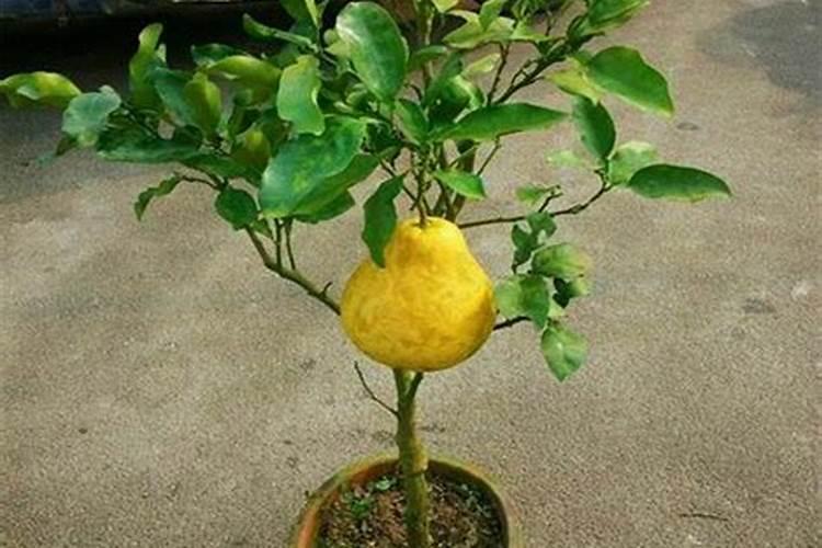 硝基肥料与其他肥料最大优势在哪里