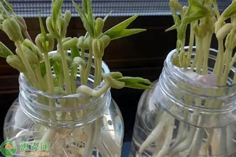 液体硅肥功效与作用