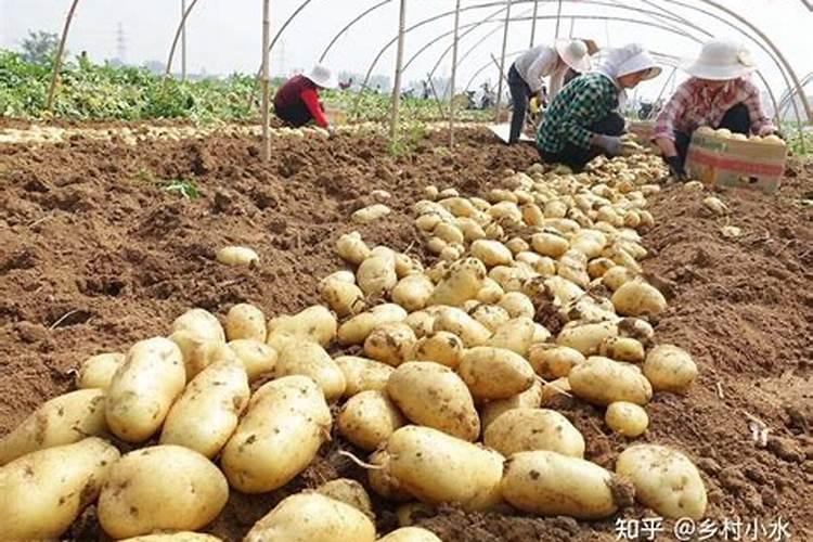 我家马铃薯土豆冲施16634水溶肥后叶面发黄