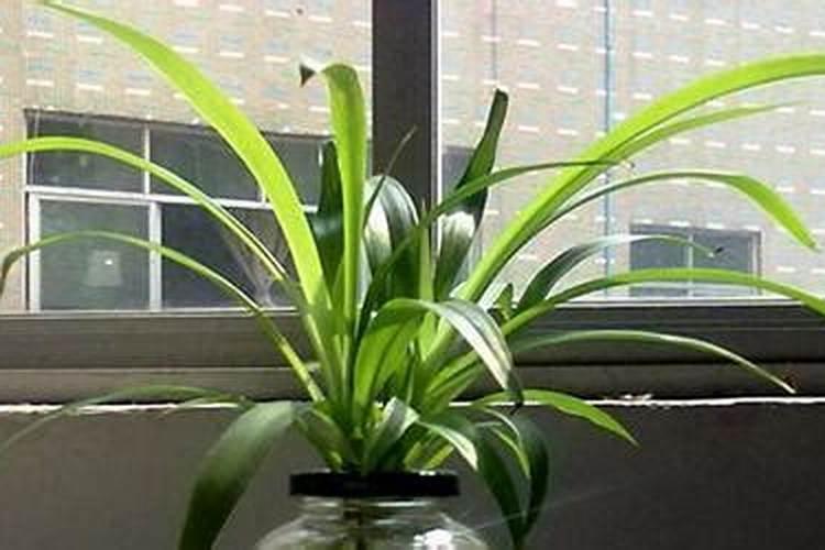 冬天吊兰怎么养才不会死