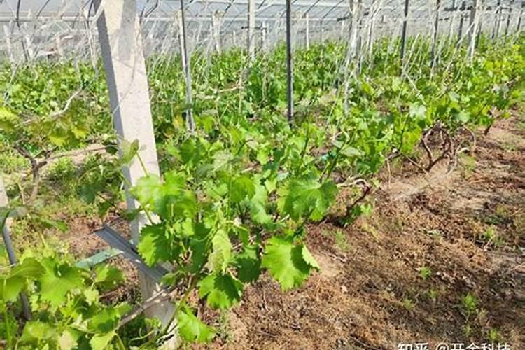 甘蔗施用什么水溶肥？