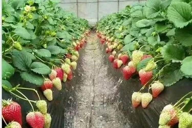 草莓结果的时候要施什么肥