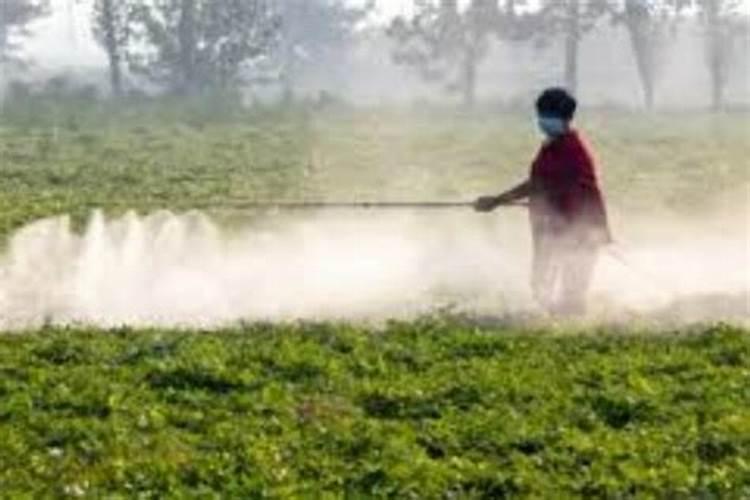 油菜硼肥的最佳使用时期和用量