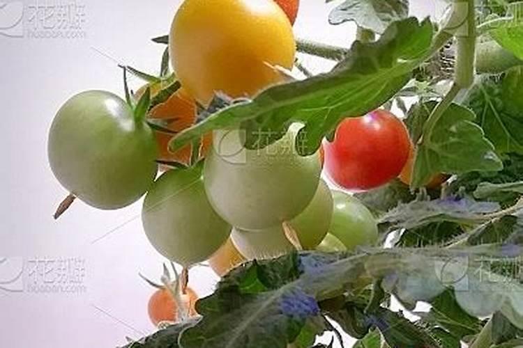 水培营养液能喷叶上吗