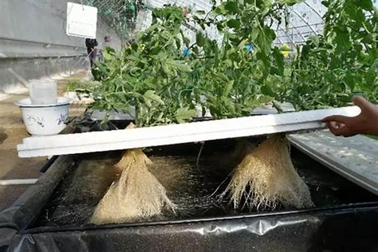 水培花卉叶面肥的使用