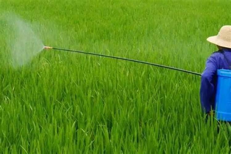 打了除草剂第二天能撒肥料吗