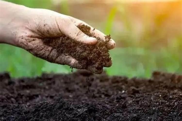 水稻打过除草剂几天后可以撒肥