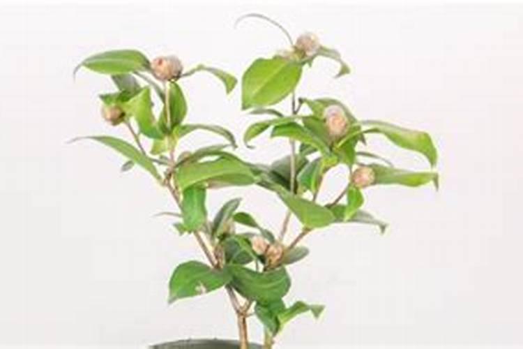 新买茶花换盆后叶子卷了是什么原因