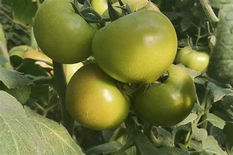 柑橘果期有多久