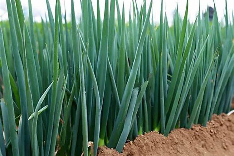 现在海南种植什么最赚钱