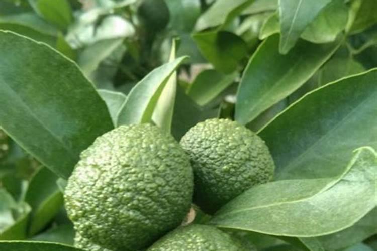 柑橘7月施什么肥