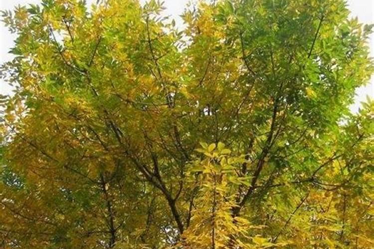 白蜡树的养护要点是什么