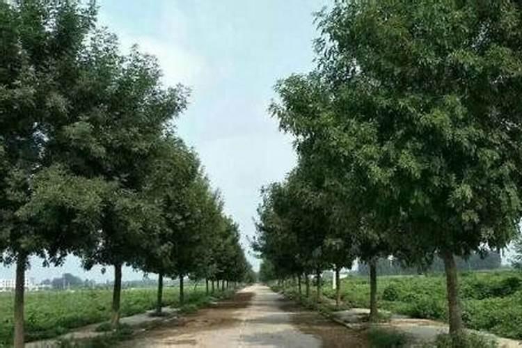 白蜡树几月份种植合适