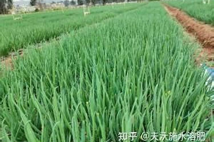 金赞硅肥怎么样