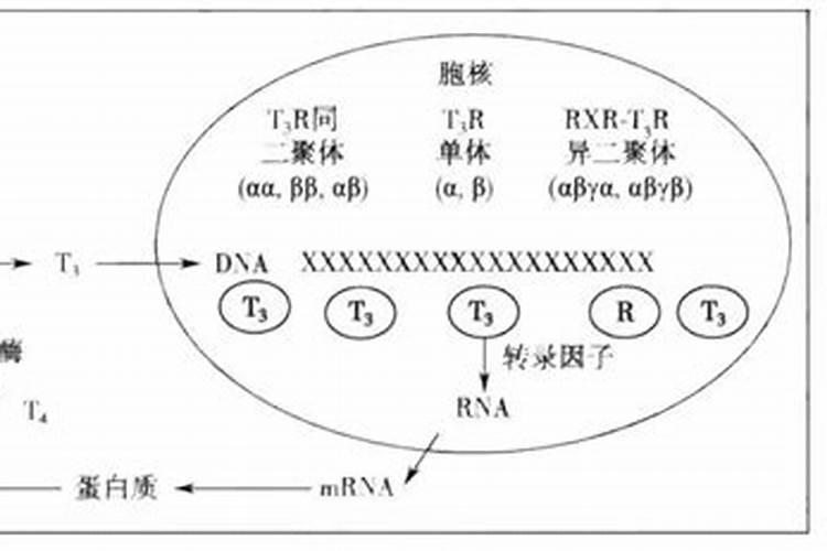萝卜如何施肥 萝卜施肥时间与方法