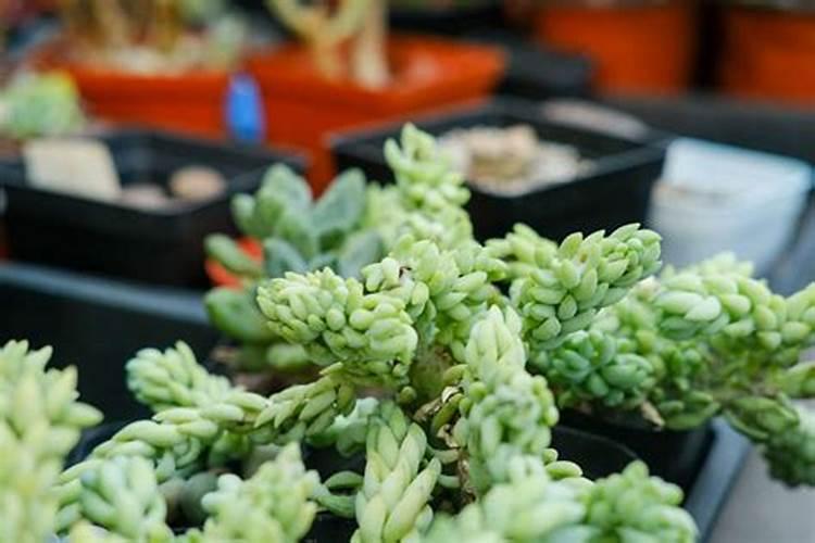 天脊硝酸磷肥配方