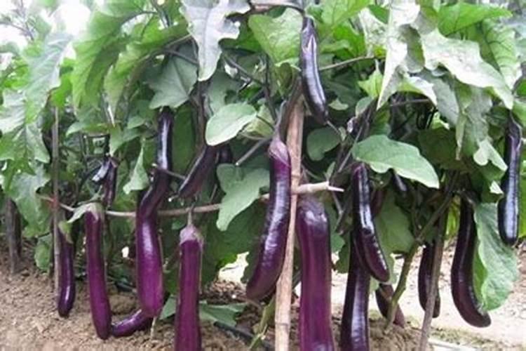 增施农家肥可以提高光合效率的原因 主要依靠二氧化碳