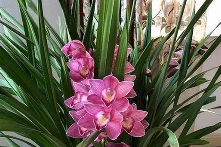 兰花春天施肥方法(兰花春天施什么肥)