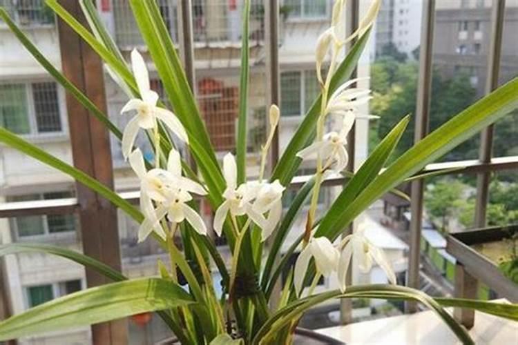 兰花肥料用什么好,叶面肥施什么好