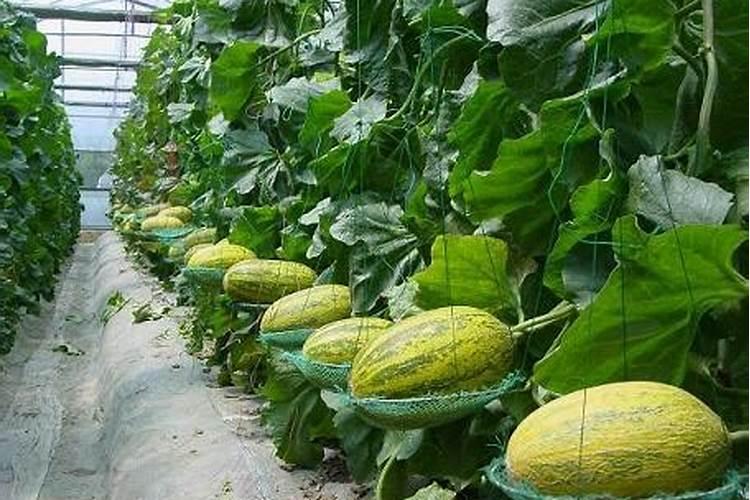 ...自然数对、同构数、完数、“水仙花数”、完备数和斐波那契数。急!急...