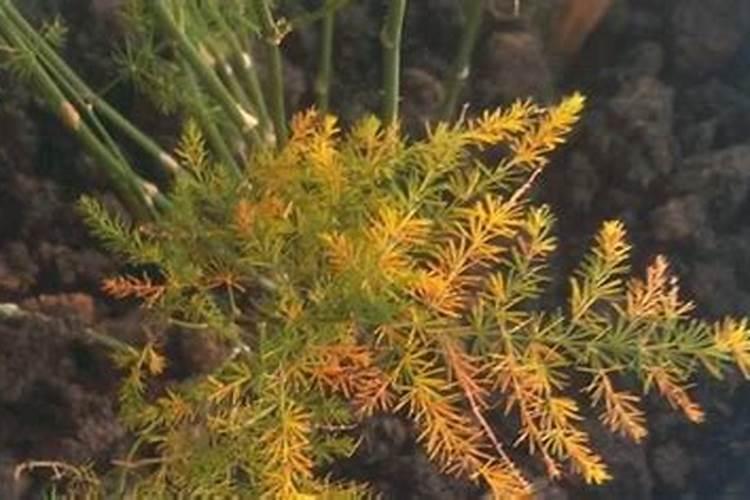 文竹叶子发黄是施肥过多造成不换盆可以？