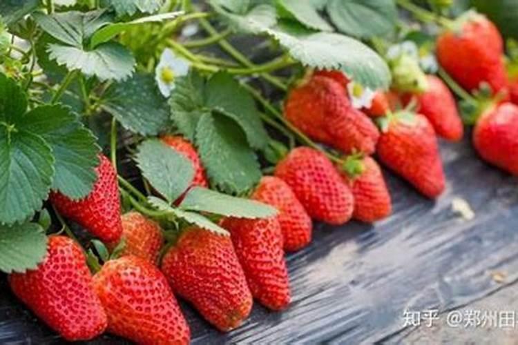 草莓膨果期用什么化肥好？草莓挂果期用什么肥效果好？