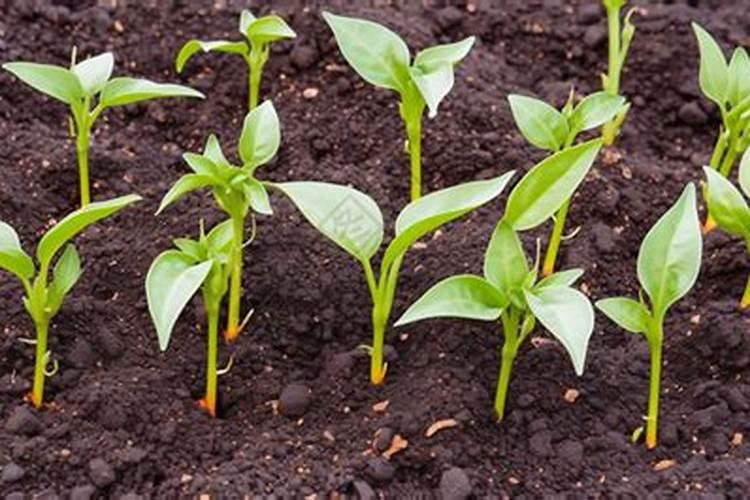 种植辣椒有哪几种施肥方法 施哪种肥比较好