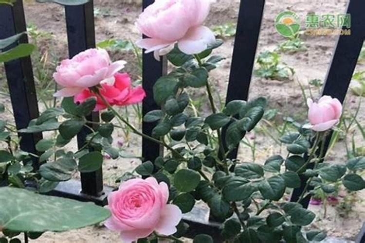 桂花树移植多久后能施肥