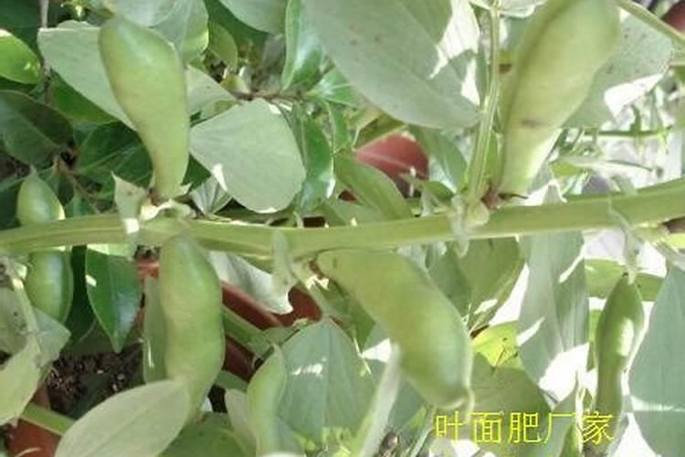 想让水溶肥发挥最大的效果,一定要遵守这些细节