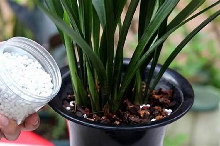 兰花如何施肥比较简单