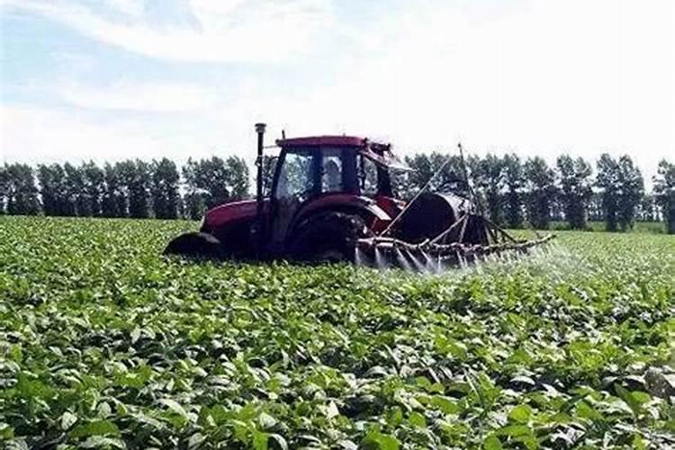 向日葵花盆栽的养护方法 向日葵花盆栽怎么种