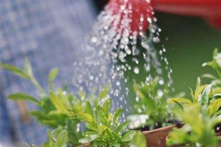 复合肥养花是兑水用好还是埋进土里效果好？