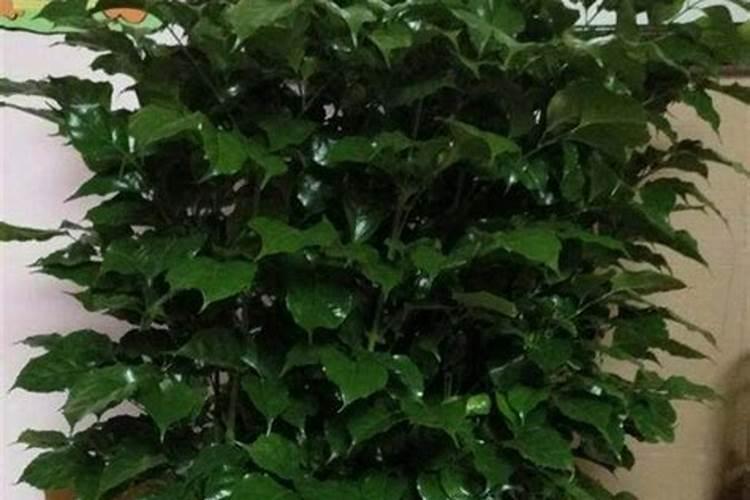 幸福树怎么施肥长得快 用什么肥料最好