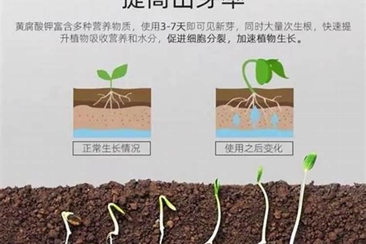 红薯地用黄腐酸钾好吗