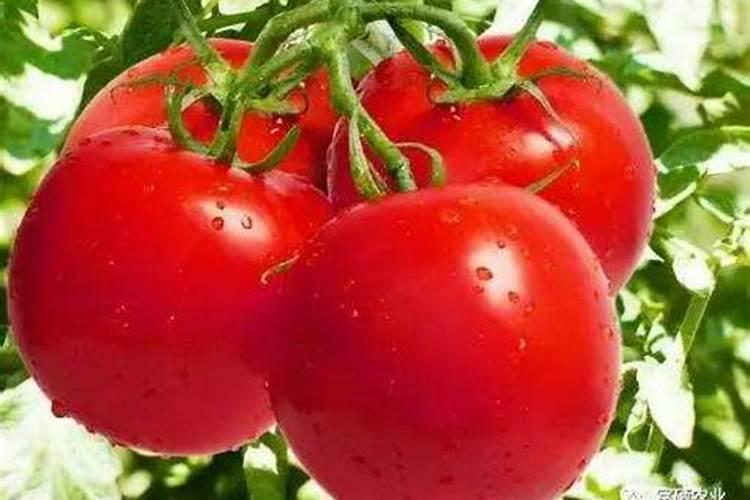 山东博兴特产:博兴西红柿