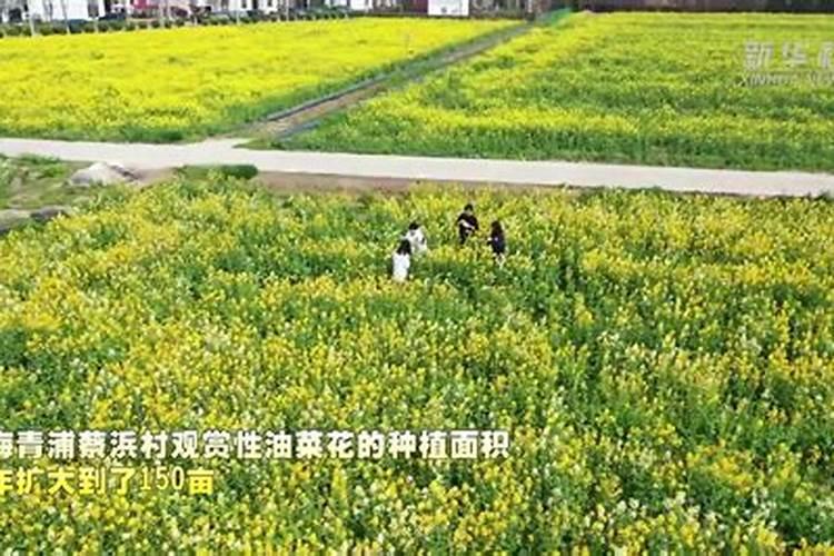 18种难养花,养一盆死一盆的原因找到了!(干货满满,建议收藏)!百度知...