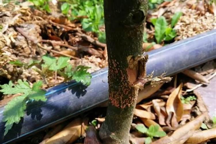 黄腐酸钾生根效果如何？矿源黄腐酸钾冲施肥与什么肥料效果好