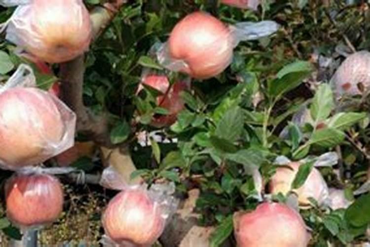 苹果树施肥最佳时间和方法及配方