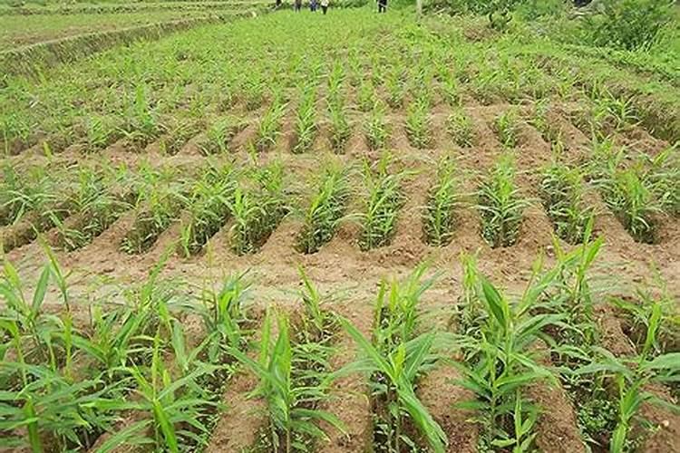 姜用什么化肥高产呢 如果化肥使用过多的话有什么危害